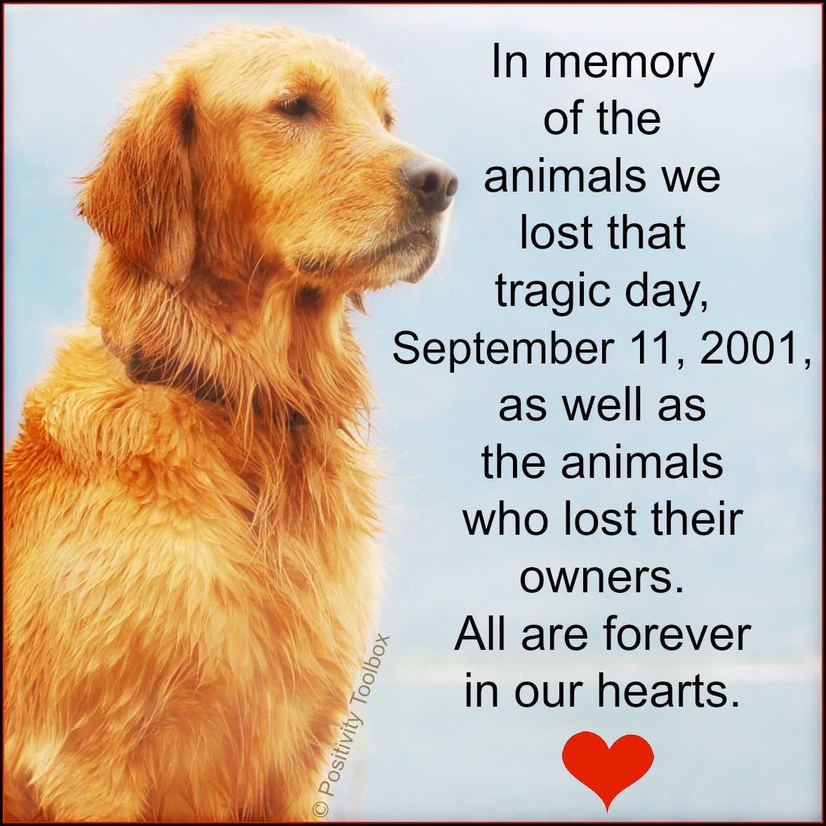 petsalive's tweet photo. We will never forget. https://t.co/PSBNia78Bj
