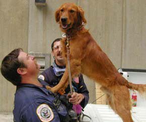 Woody from Ohio Task Force with handler Terry