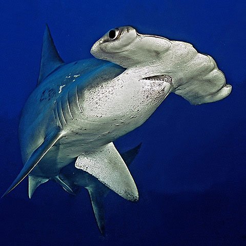 CITES's tweet photo. Almost 600,000 tonnes of #sharks &amp; #rays caught each year by world’s top 20 catchers, new TRAFFIC study finds https://t.co/tbVjQgcThO

Sharks are particularly vulnerable to over-fishing due to their slow growth, hence the crucial role of #CITES in ensuring #SustainableUse. #SDG14 https://t.co/OqjpNTr50P