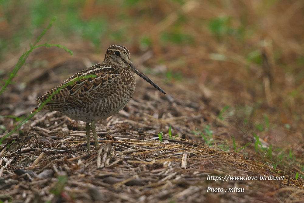 mitsu (@mitsu390) / Posts / X