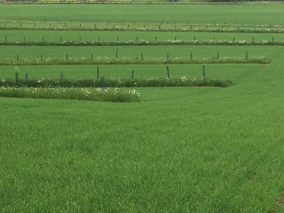 SoilAssocScot's tweet photo. "We're doing it for the pride and satisfaction" - farmer Roger Howison on growing apple trees and barley together in a silvoarable system #agroforestry #farmingwithtrees #farmingwithnature 🍏🌳 https://t.co/iHlK5vyxRP https://t.co/cOY98KjItr