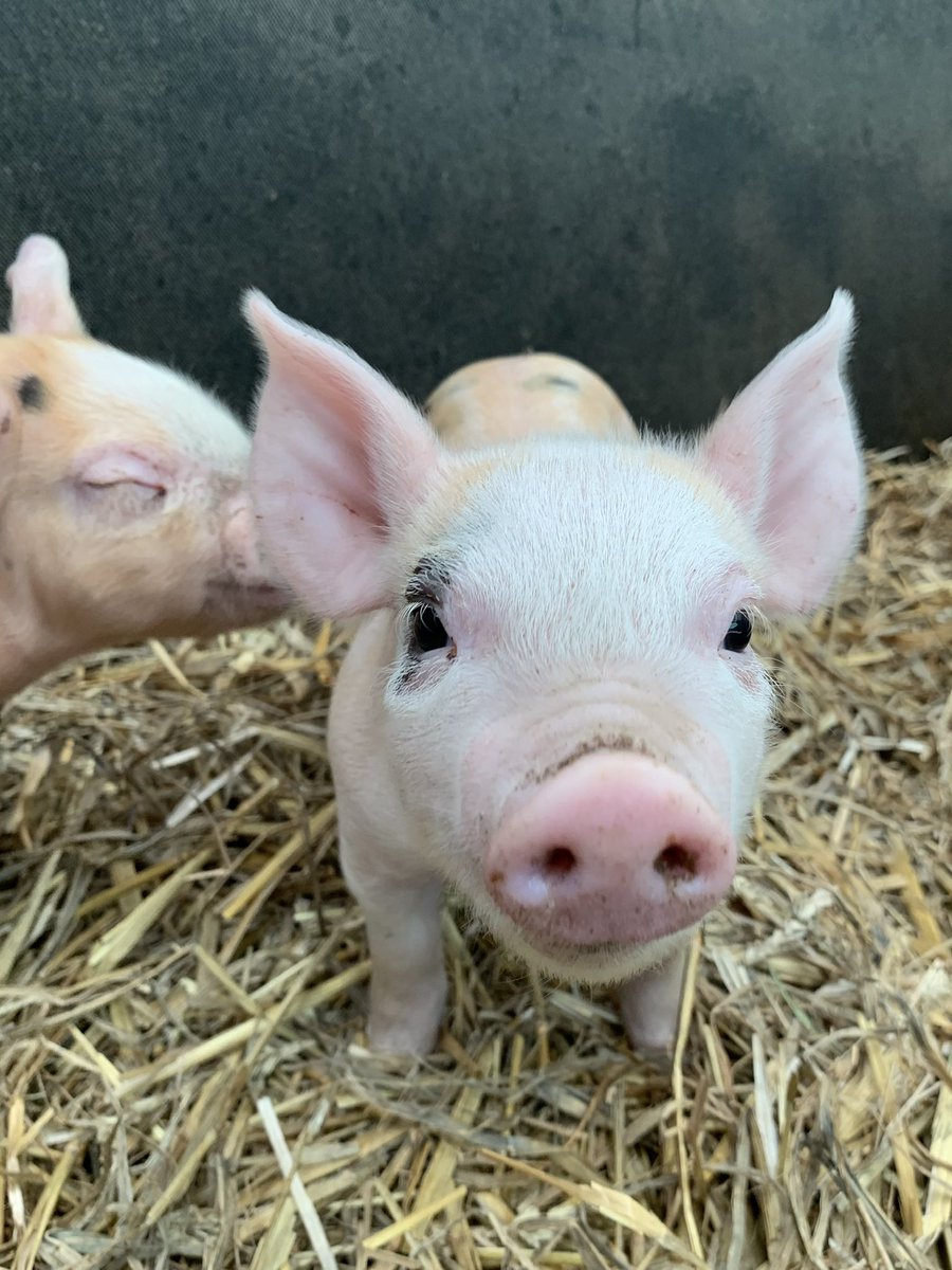 Alice in Hattonland (@alicehattonland) on Twitter photo Don’t you just love a little piglet 🥰 these are our latest <a href="/HattonWorld/">Hatton Country World</a> in farmyard favourites #piglet Don’t you just love a little piglet 🥰 these are our latest <a href="/HattonWorld/">Hatton Country World</a> in farmyard favourites #piglet