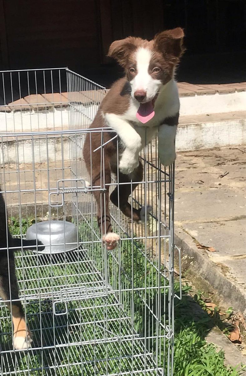 SimoneTanny's tweet photo. Bom dia 😃 Pra quem sempre sonhou em ter um Border Collie chegou a hora 🐶 quem tiver interesse me chamar na dm que eu passo o contato do vendedor 😘 https://t.co/pJJ4DqjnSo