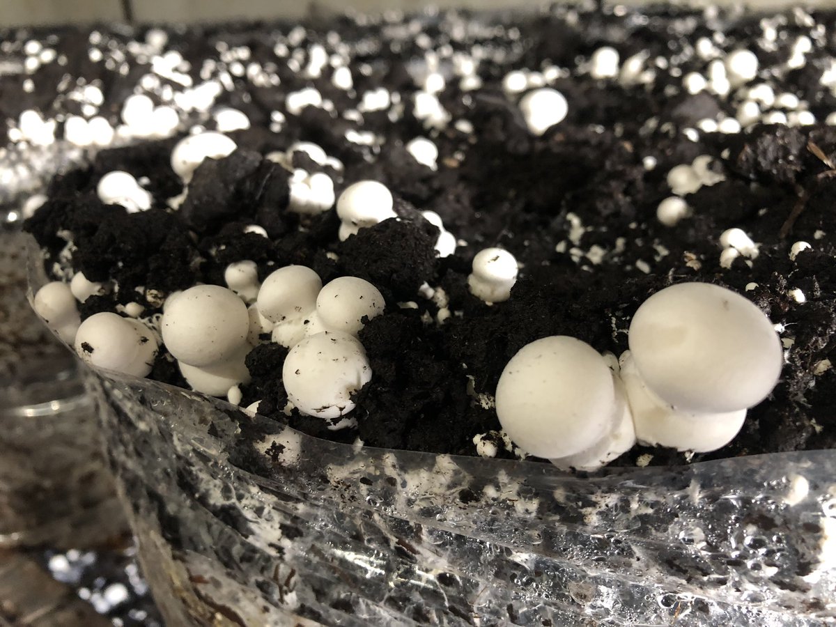 swirlandspice's tweet photo. Mushrooms galore at Royal Mushroom in HexValley as part of the Mobile CWDM App Educational Trip.
So informative if you want to know more about mushrooms
#Mushrooms #RoyalMushroom #HexValley #CWDMOnTheMove
#CWDMRouteApp #SwirlandSpice https://t.co/ECZ67dkujB