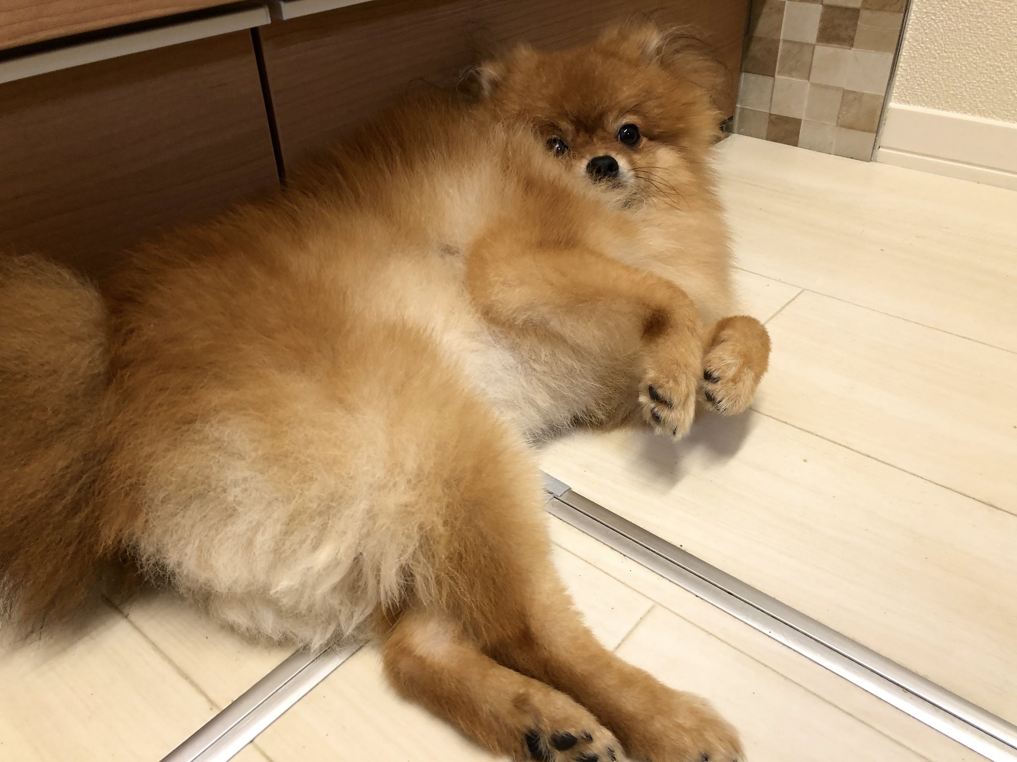 ⭐︎専用⭐︎ ポメラニアンの足様 短足ポメラニアン🤓 可愛すぎるー💕 #ポメラニアン