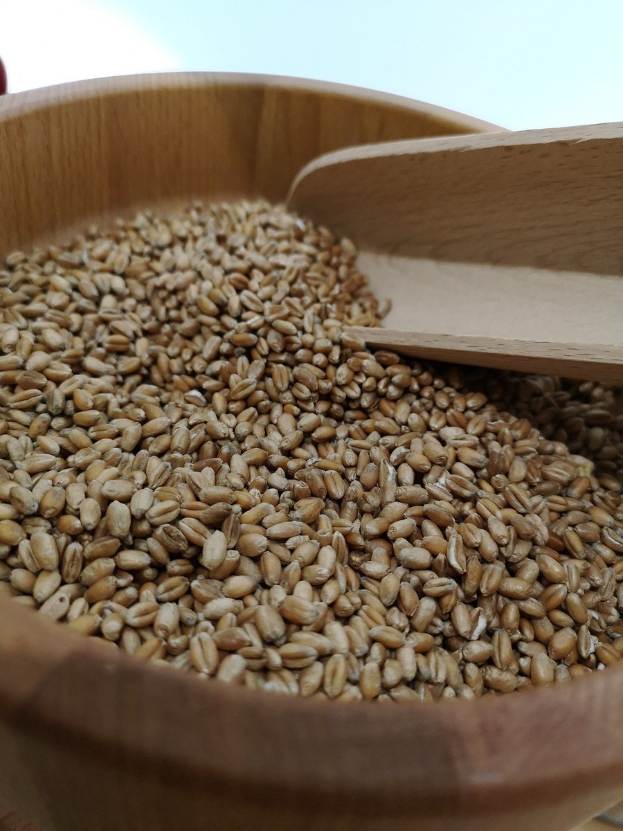 пророщенные зерна. крупа сорис. зерна и крупы. полба спельта. полба греммэ.