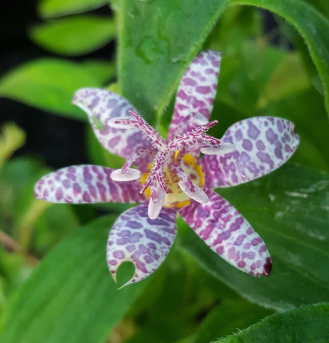 You’ve only got to wait until Sun 15th Sept for our last Fair <a href="/bordehillgarden/">Borde Hill Garden</a> nurseries include a number of RHS medal winners Pelham Plants, Phoenix Perennials, <a href="/ColinMoat1/">Pineview Plants</a> <a href="/Plantbaseuk/">Plantbase</a> Southon Plants, Sussex Fruit Trees, Usual &amp; Unusual Plants <a href="/HardyPlantSoc/">Hardy Plant Society</a> 10-3pm