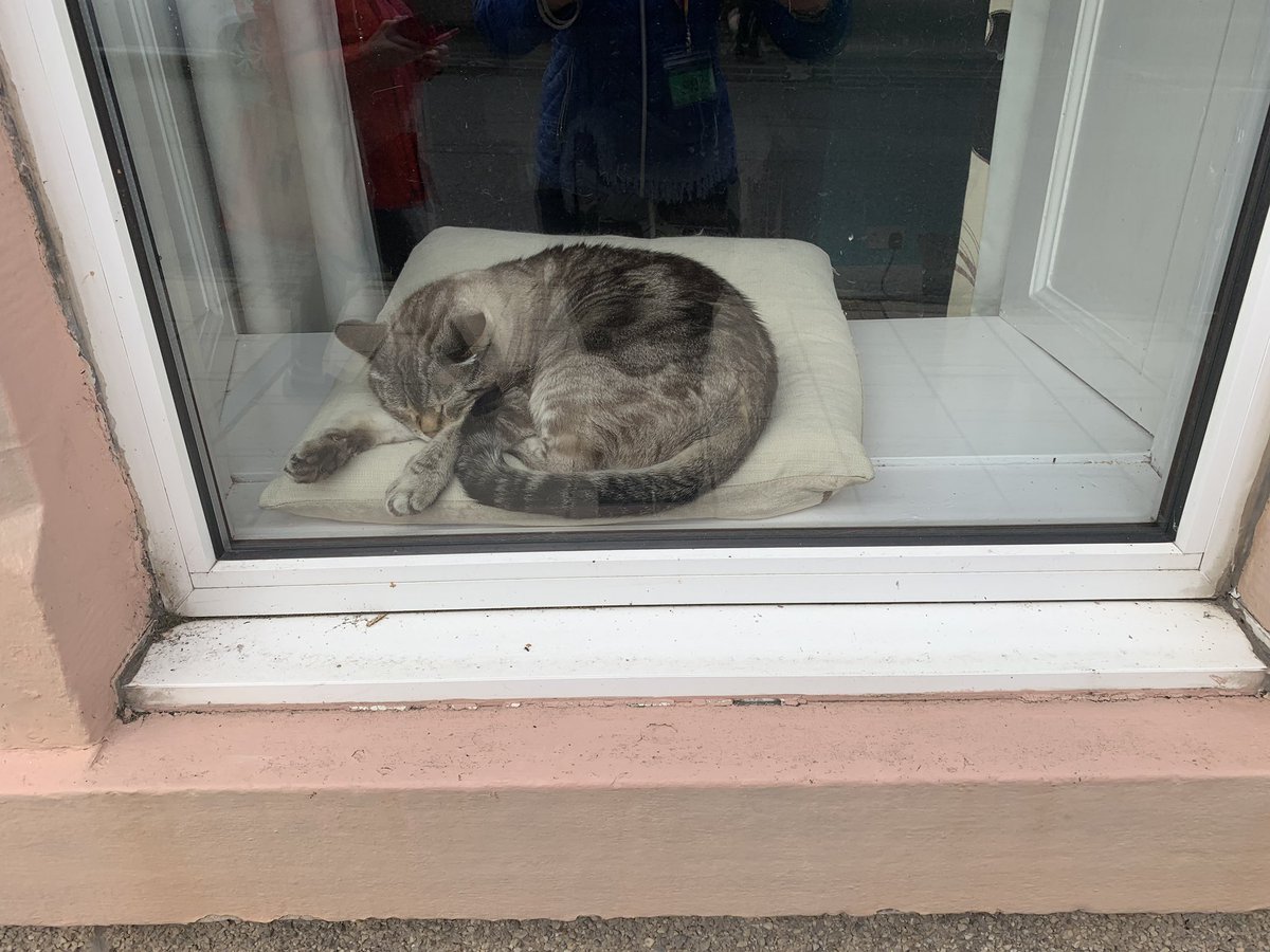 borderswalking's tweet image. How much is the that moggie in the window? 🎵🎵

#SelkirkScenes