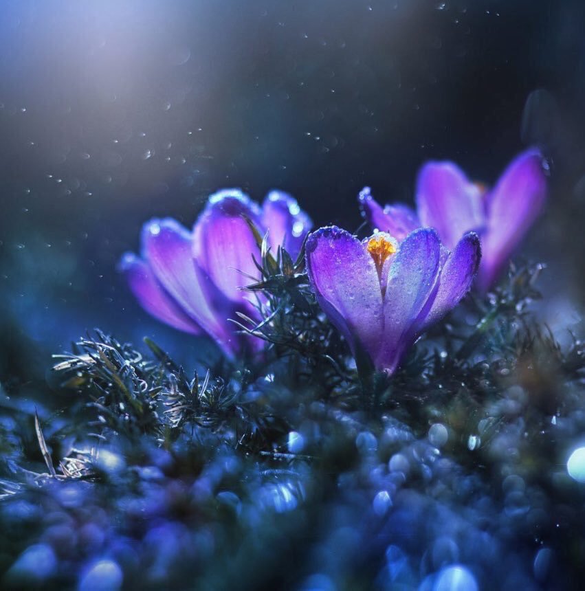 JeanetteEliz's tweet photo. Happy Wednesday Everyone, it’s middle of the week time. 😊 Have a beautiful day. 💞🌺💕 https://t.co/bIR07rt0sh