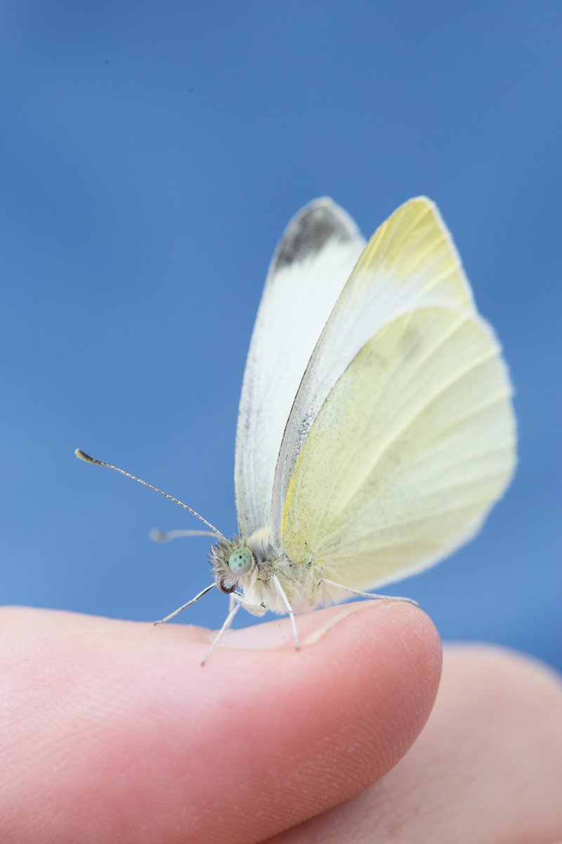 ゆきまさかずよし キャベツの白い蝶 Cabbage White Butterfly の世界拡散 T Co Khd9dahtzu Pieris Rapae モンシロチョウ キャベツなどの農作物にとっては害虫 世界から地元の蝶を送ってもらう市民科学の力で遺伝的な分析 東欧起源でシルク