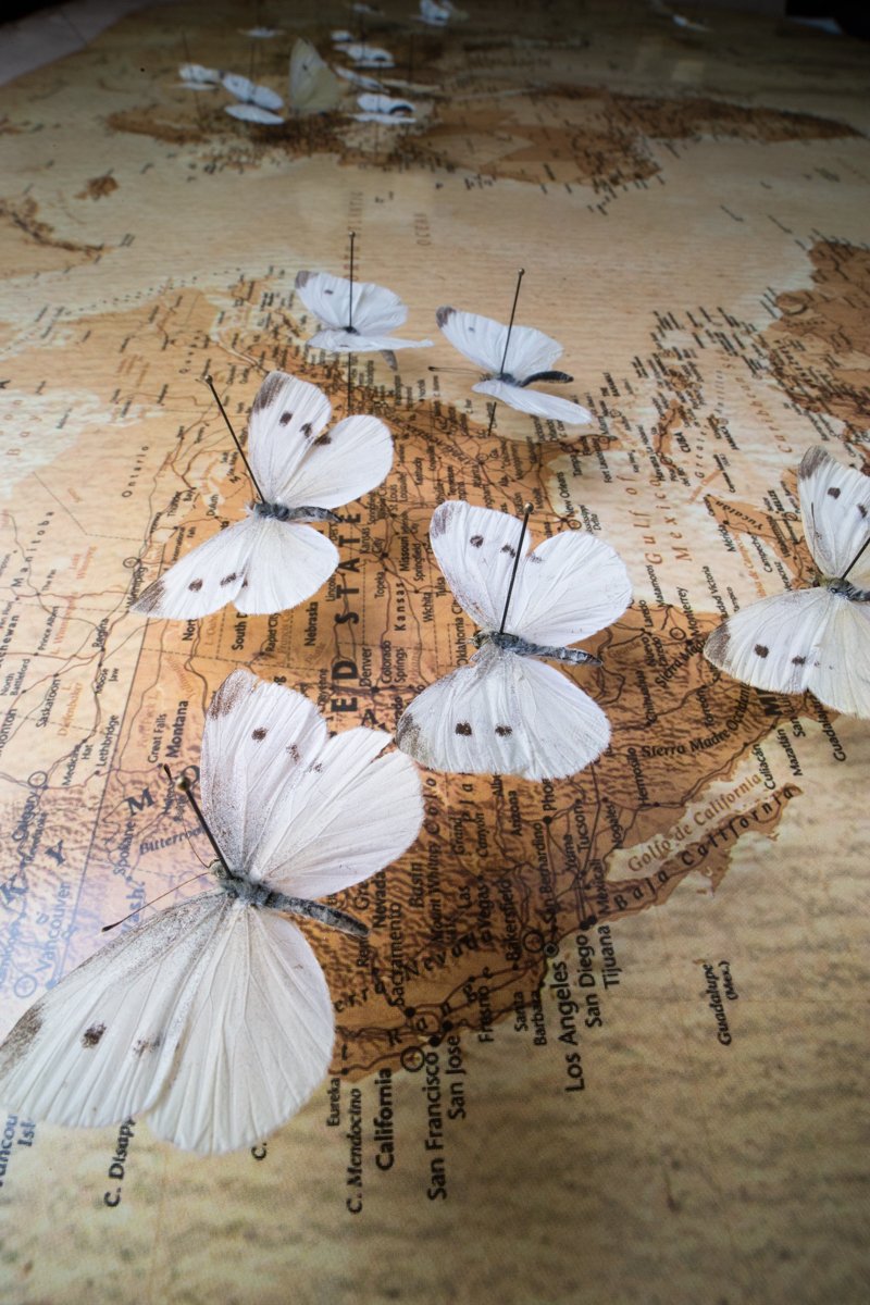 ゆきまさかずよし キャベツの白い蝶 Cabbage White Butterfly の世界拡散 T Co Khd9dahtzu Pieris Rapae モンシロチョウ キャベツなどの農作物にとっては害虫 世界から地元の蝶を送ってもらう市民科学の力で遺伝的な分析 東欧起源でシルク