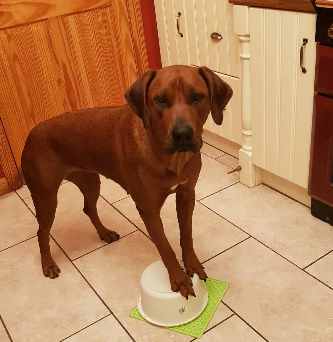 Druimderg2007's tweet image. Will soon have my own circus troupe. 🤣
#30daysofcaninescience