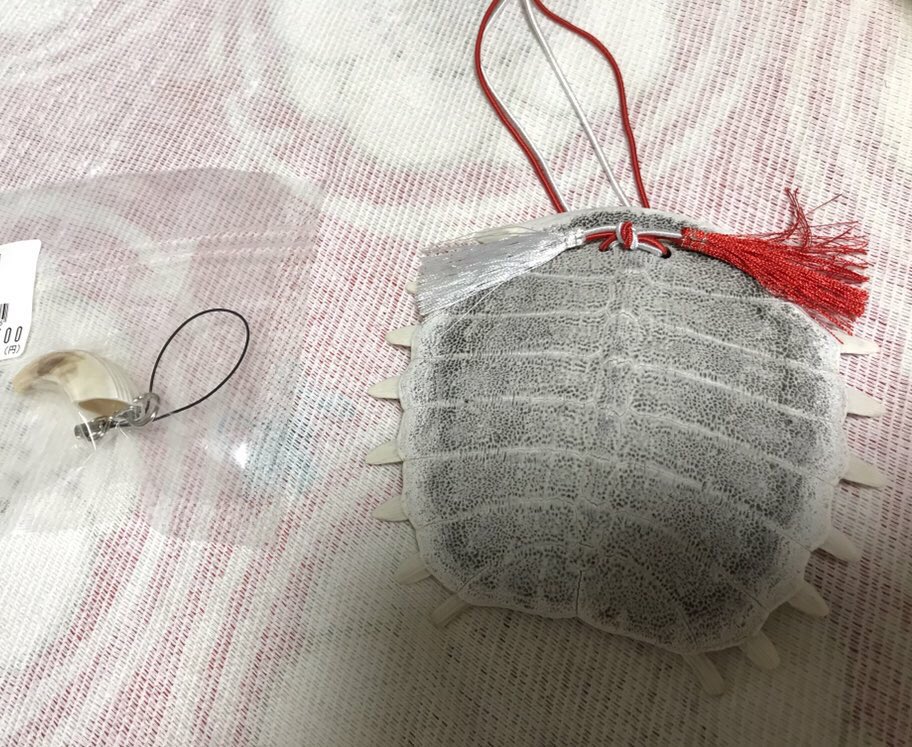 英鈴亜紀くん 道の駅でジビエ 買ってみました ノ゚d゚ ノ イノシシ スッポン 牙 甲羅 魔除け らしい T Co Hthuywuqgz Twitter 英鈴亜紀くん 道の駅でジビエ 買ってみました ノ゚d゚ ノ イノシシ スッポン 牙 甲羅 魔除け らしい T Co Hthuywuqgz Twitter