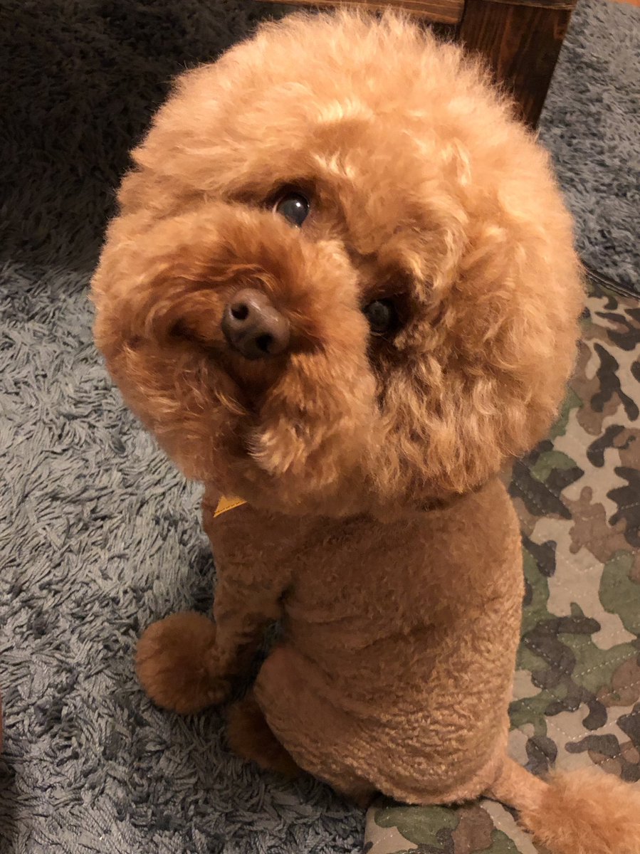 ハンドメイ Kun様専用 シルバートイプードル アフロ Nqmep M ストラップ きましてあ Leandroteles Com Br