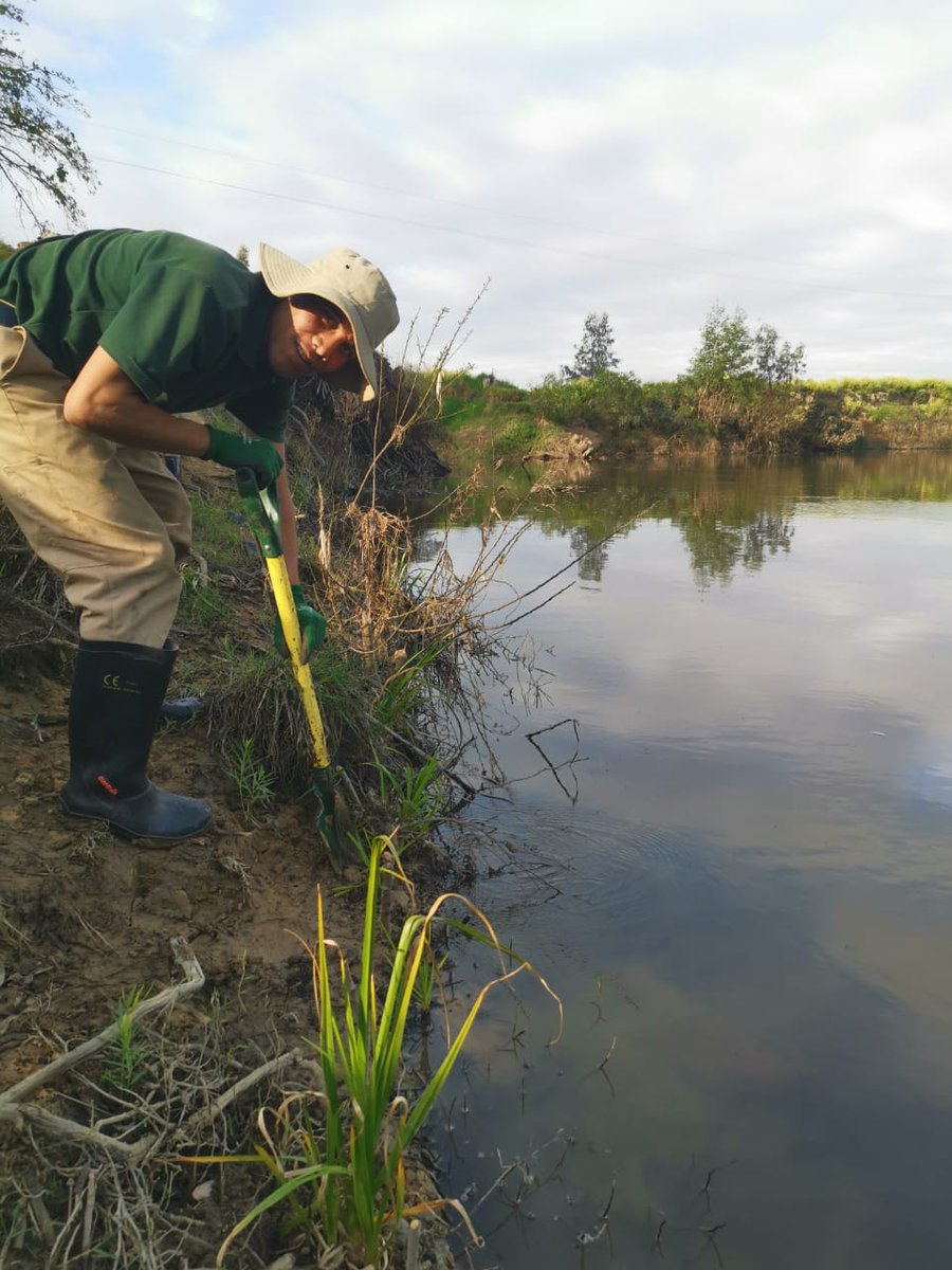 BiljonGeorgina's tweet photo. Planting Palmiet, Prionium serratum on the Berg River, Hermon. #RestoringRivers #IntabaEnvironmentalServices #BergRiver #Ecosystemrestorationza @WCGovEADP @jason_mingo https://t.co/8RuUfXobq9