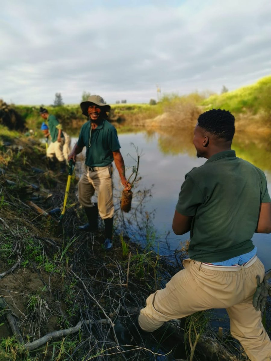 BiljonGeorgina's tweet photo. Planting Palmiet, Prionium serratum on the Berg River, Hermon. #RestoringRivers #IntabaEnvironmentalServices #BergRiver #Ecosystemrestorationza @WCGovEADP @jason_mingo https://t.co/8RuUfXobq9
