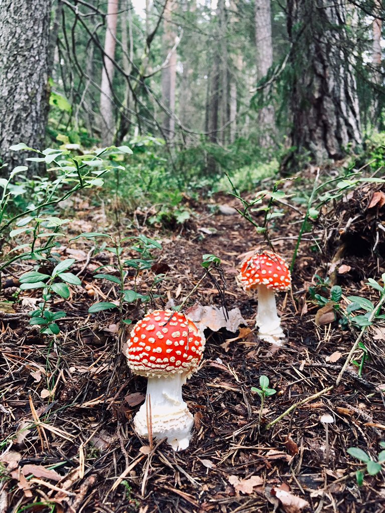 Hei skogen min! Du er så vakker om høsten❤️ Du vet ikke dette, men her skulle det bygges hus. Tenk at vi klarte å få politisk flertall for #BevarSvartskog! I alle fall for denne gang😌 Fine mennesker som stemmer på vårt lag💚 Vi må ta vare på alle eventyrskoger!