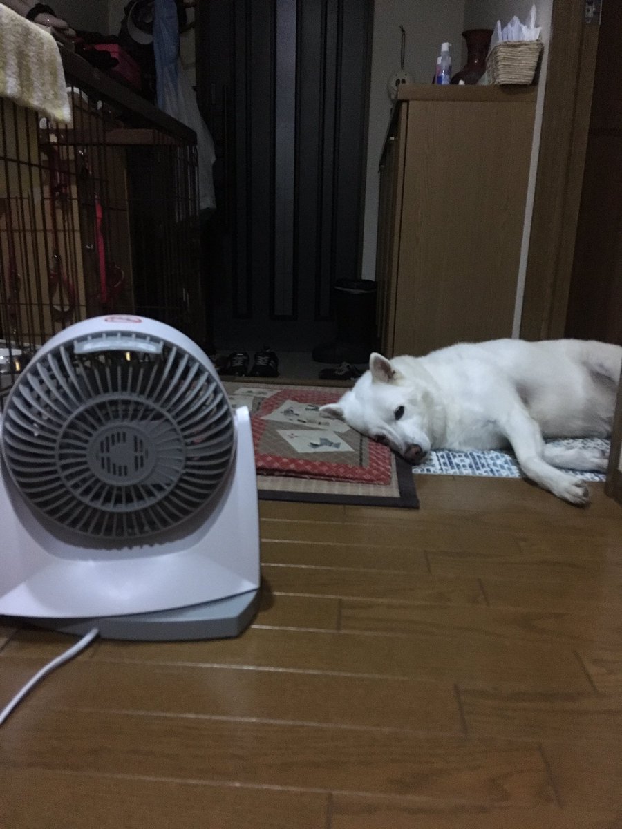 お皿をくわえてうろうろ おかわりを諦めない犬のキラキラのお目目がかわいいので集めてみました Togetter お皿をくわえてうろうろ おかわりを諦めない犬のキラキラのお目目がかわいいので集めてみました Togetter