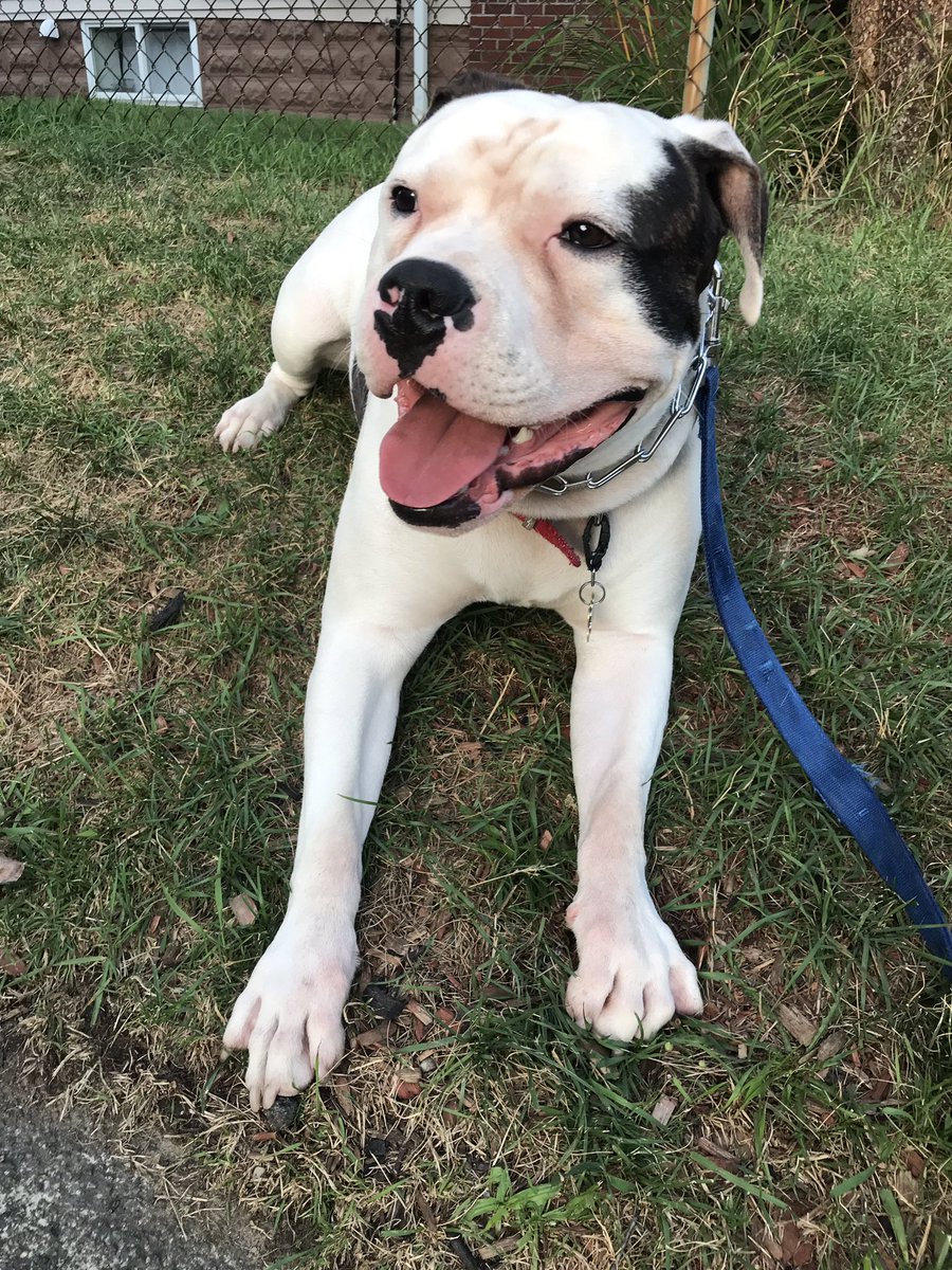 Never underestimate the power of a sloppy kiss and a wet nose on a bad day 🐾🐶💖
