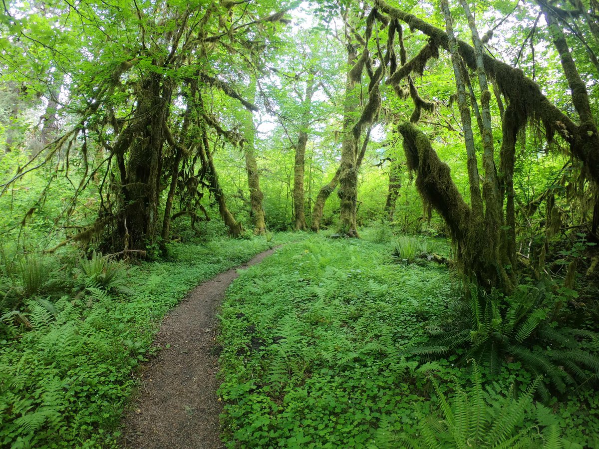 WholeEarthProv's tweet photo. Washington vibes π²π
π·: Whole Earthling Shannon
.
.
.
#WholeEarth #WholeEarthProvision #MyWholeEarth #WEPCo #Washington #Trees #Hiking #Hike #TakeAHike #FindYourAdventure #OutdoorAdventures #Wild #Trail #HohRainForest https://t.co/sS09FwZQeB