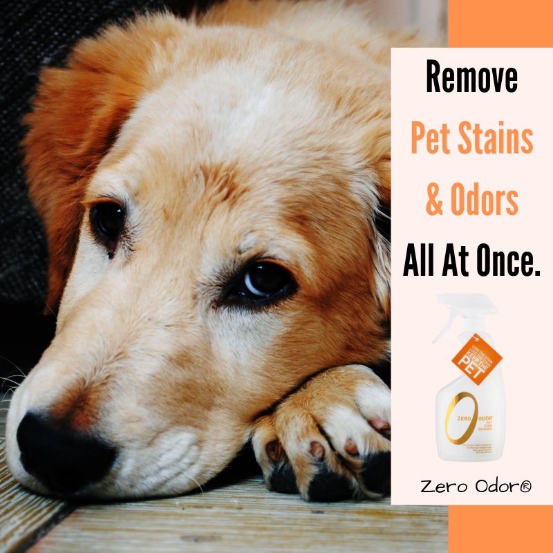 Order a bottle today &amp; expect nothing but results! 🤩 Link in bio. 
.
.
.
#odoreliminator #petodor #petodorremoval #pets #cat #dog #dogmom #householdaffairs #odorremoval #zeroodor