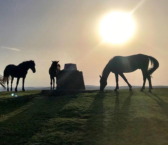 Something from home. Wild horses at #penycrug #penycrughillfort #brecon #sunsets #horses #wales #ilovewales #visitwales ift.tt/34HB8Uu