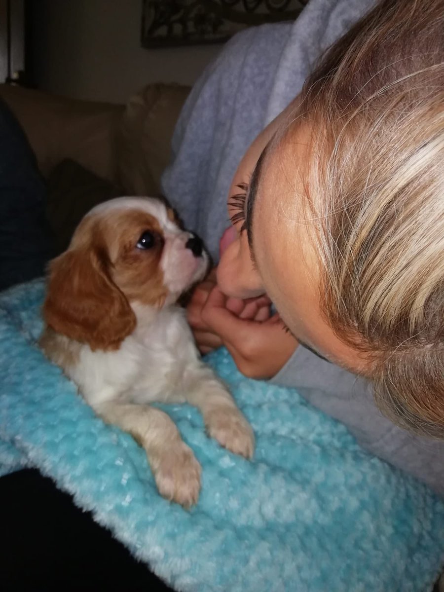 brace_nikki's tweet photo. Sorry but can we take a moment to appreciate this ?????  Been down in the dumps lately so mam surprises me with a new baby pup 😭 can’t even DEAL 💓🥰🥺💛💞😩 https://t.co/38dVDikNZP