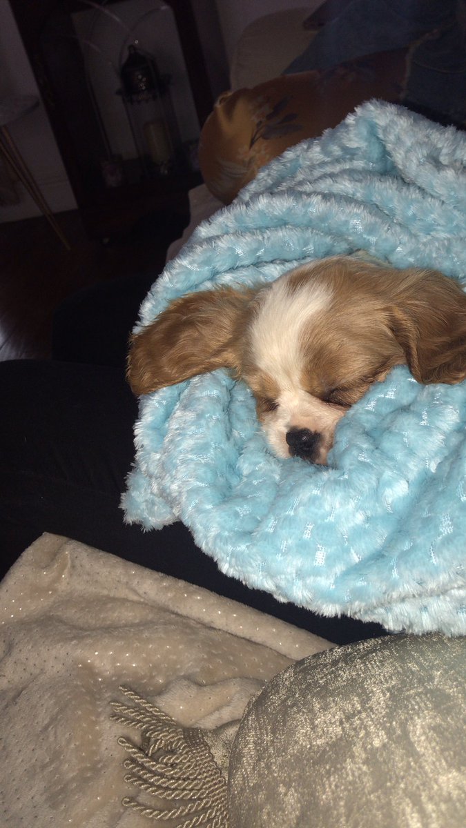 brace_nikki's tweet photo. Sorry but can we take a moment to appreciate this ?????  Been down in the dumps lately so mam surprises me with a new baby pup 😭 can’t even DEAL 💓🥰🥺💛💞😩 https://t.co/38dVDikNZP