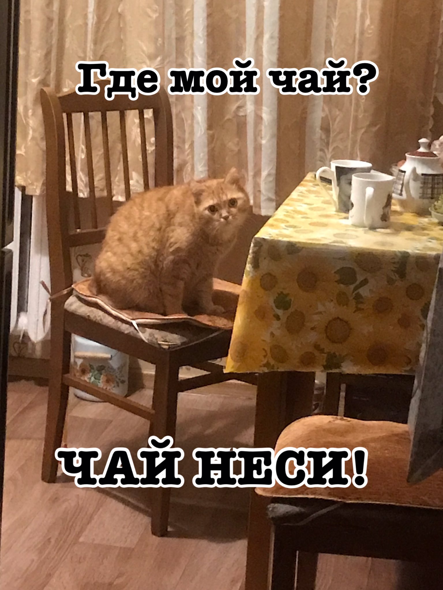 Мемы с чаем и котом