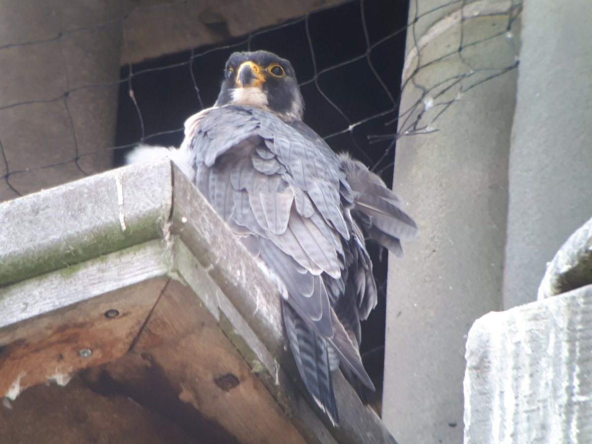 Leicester Peregrines At Leicsperegrines Twitter