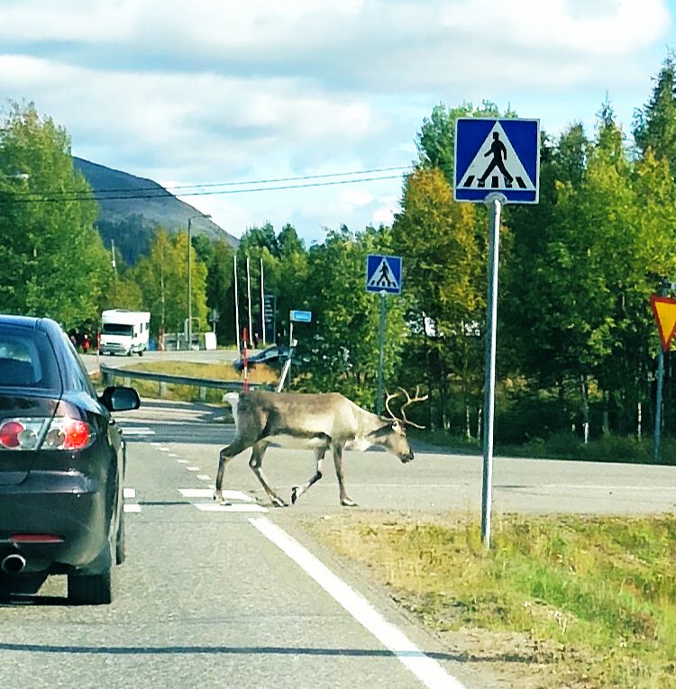 Lappland. #erlebees