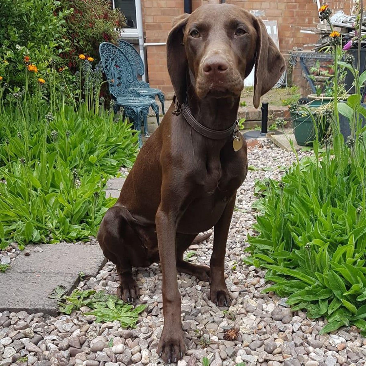 vizsla gsp cross