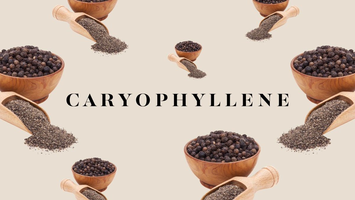 #Terpenes are often called the "essential oils of cannabis" — the versatile compounds are responsible for the distinct aromas and flavours in #cannabis, and play a role in reported effects. 🌰 Learn more about the unique and pungent, caryophyllene 👉🏻 buff.ly/2Hxmvcl
