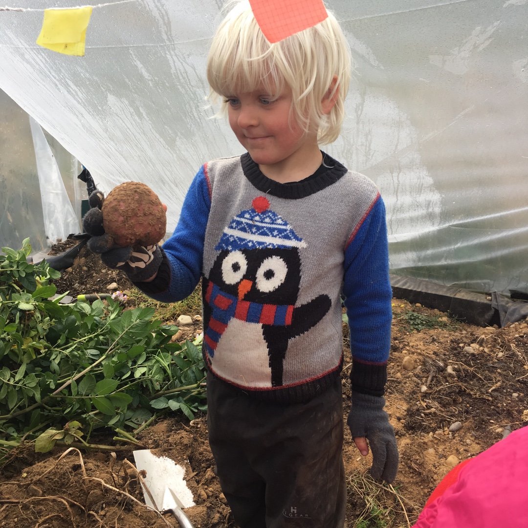 shielingproject's tweet photo. "Ice Bear" on the polytunnel playlist today, music for digging tatties. #summerlings #stoviesforlunch
https://t.co/OxWoKCSCsg https://t.co/UaYt1vemGQ