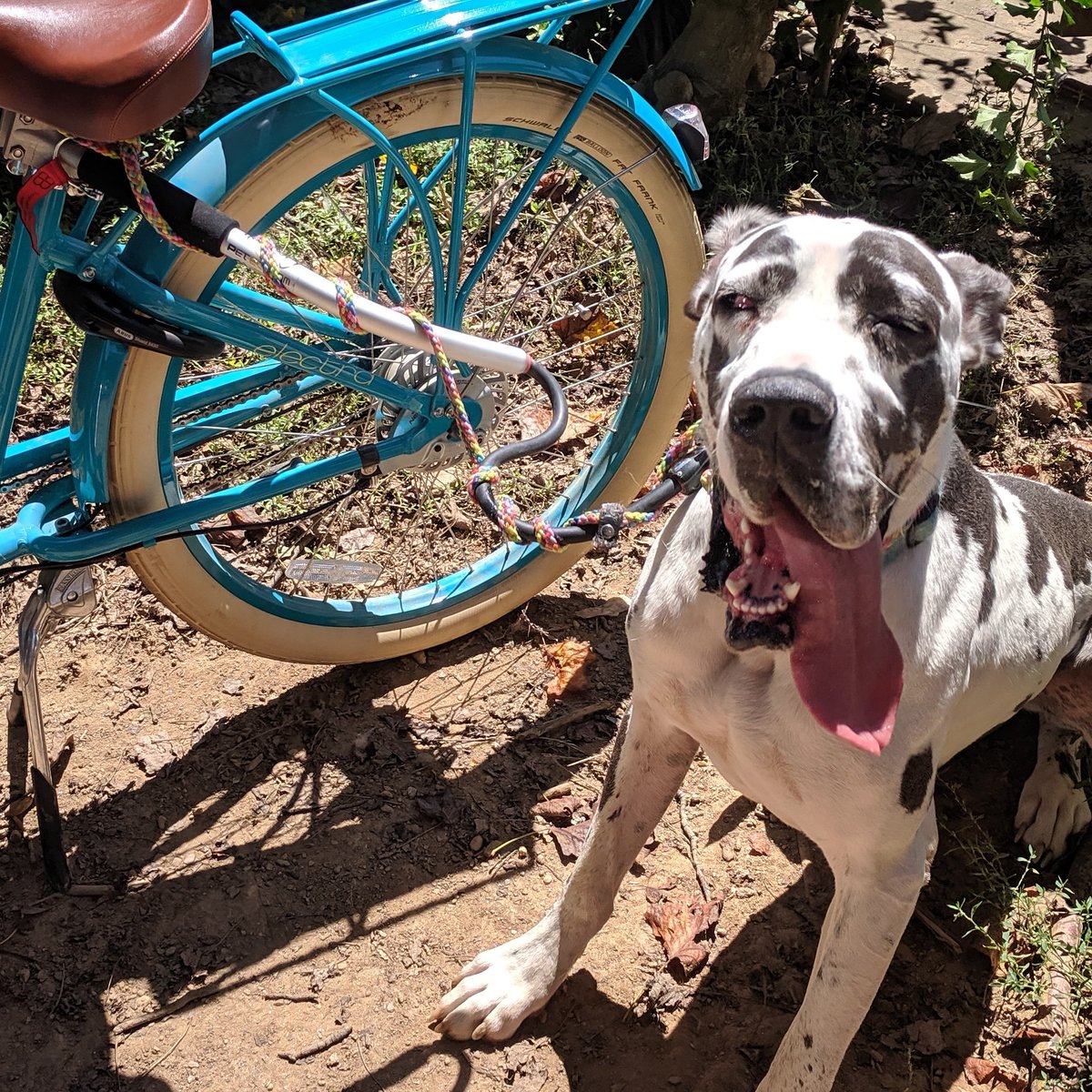 booozilla's tweet photo. @wlfhund Lol Daisy is Def my most defective puppy!  The only way I can exercise her enough is by running her next to my bike. https://t.co/8ZUnOQ26NR