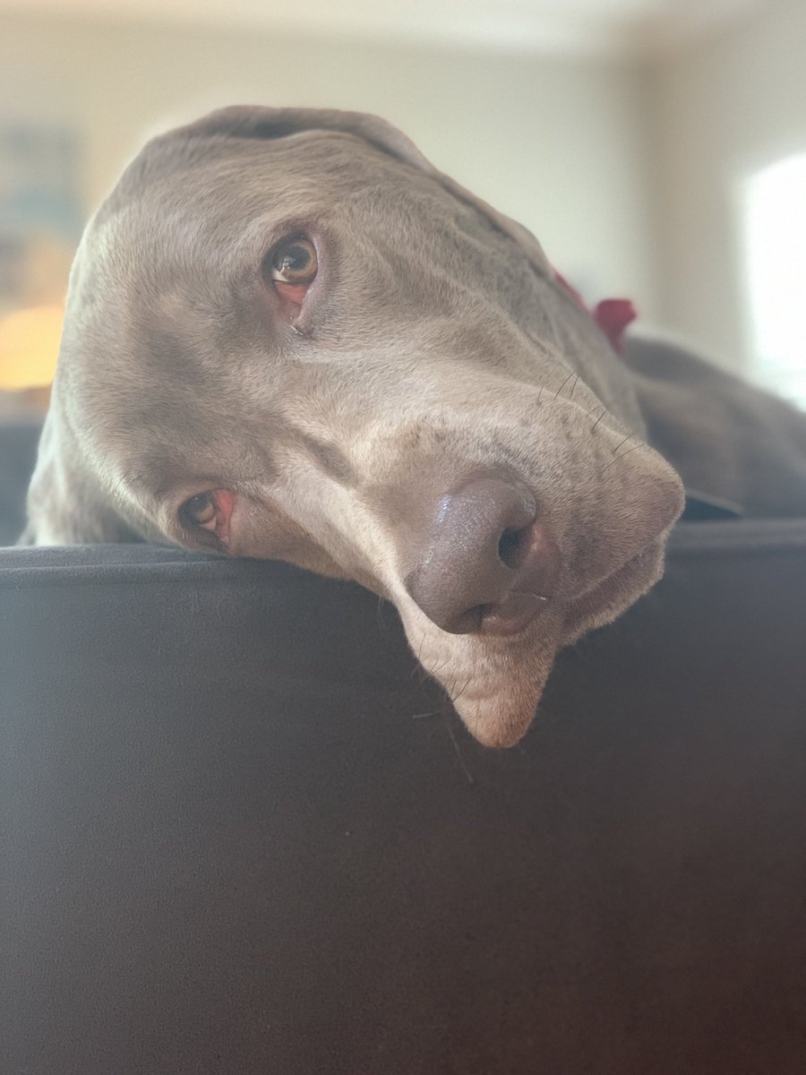 ThoughtsOfRally's tweet image. RESPOND to this thread with your FAVORITE photo of your dog and let’s bring some joy to the world.