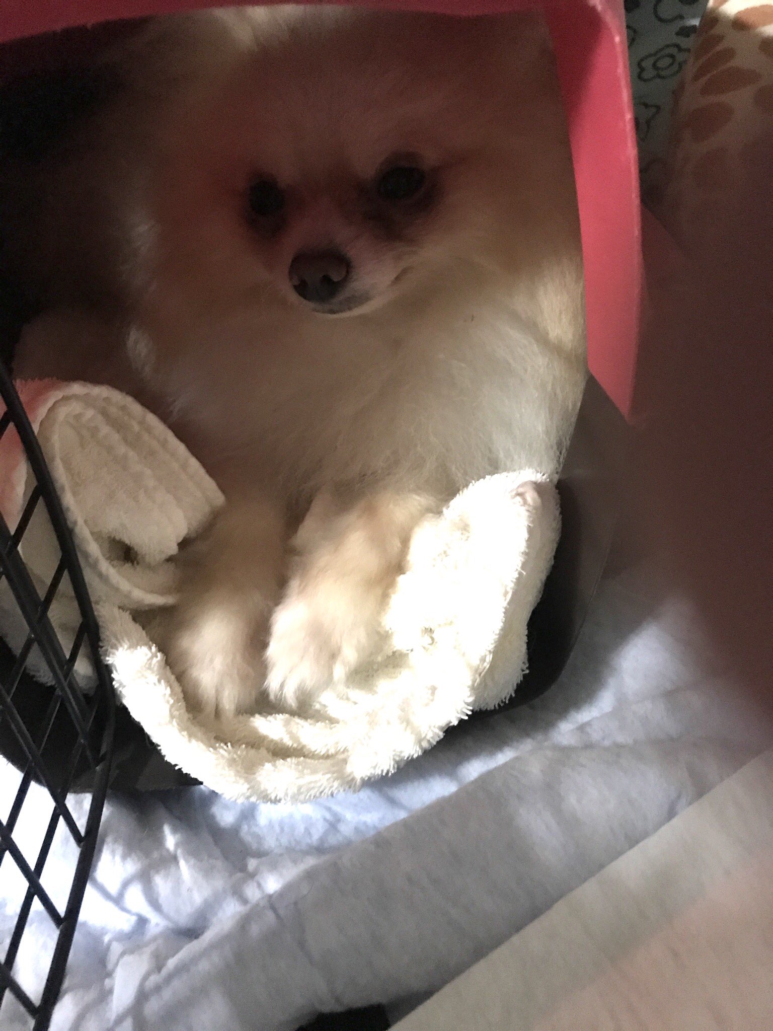ほぼポメラニアンch かわゆいけどめっちゃ噛まれます どうしたら良くなるのか 最初よりはだいぶ良くなってきた気はしますが 本気噛みは肉えぐられますw でもめげない 愛をそそぎます 保護犬 ポメラニアン ペロ T Co 4d4b5n56dq Twitter