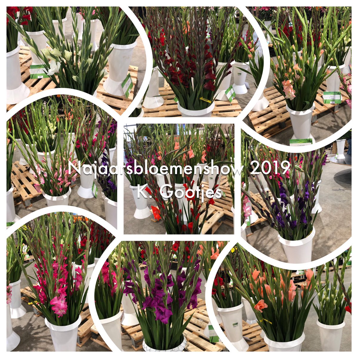 vhkaar's tweet photo. Najaarsbloemenshow IGH 2019. Inzending gladiolen #IGHbv #IGH #gladiolen #glads #Najaarsbloemenshow https://t.co/kiKNGLAzvA