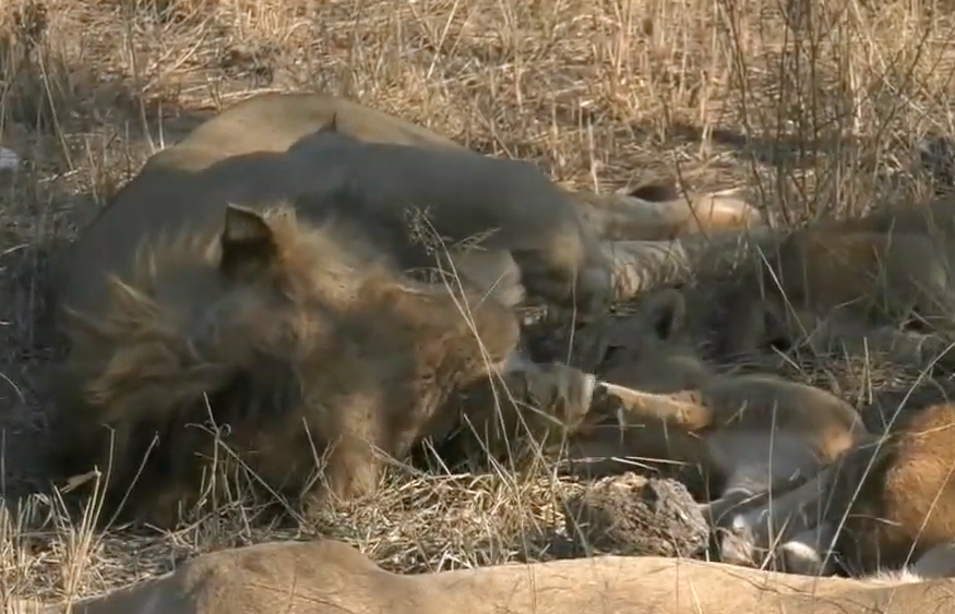 Vespergalore's tweet photo. "Papa, you have such big paws, I hope one day my paws will be as big as yours". #safarilive https://t.co/kfpeegQKLL