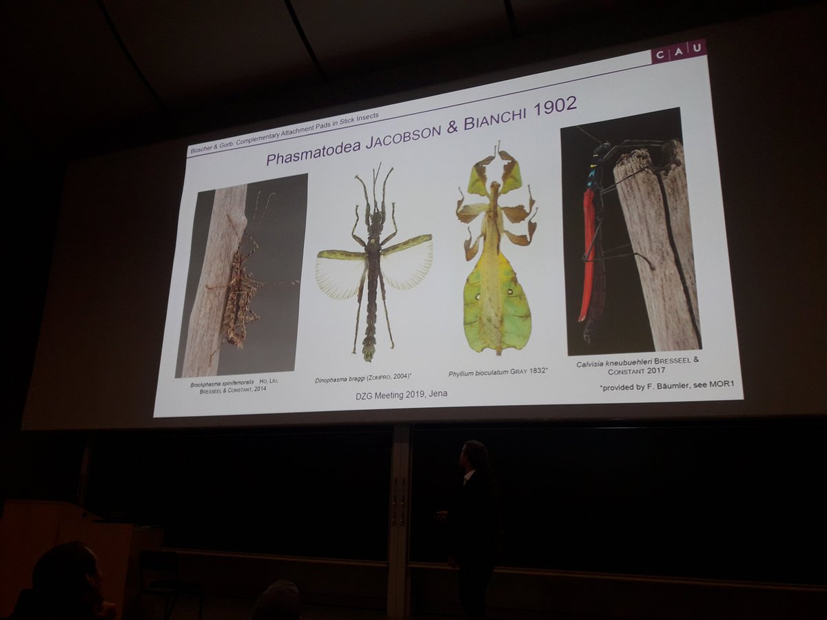 A 'stick'y situation! <a href="/h_buscher/">Thies H. Büscher</a> s interesting talk about the attachment pads in stick insects!