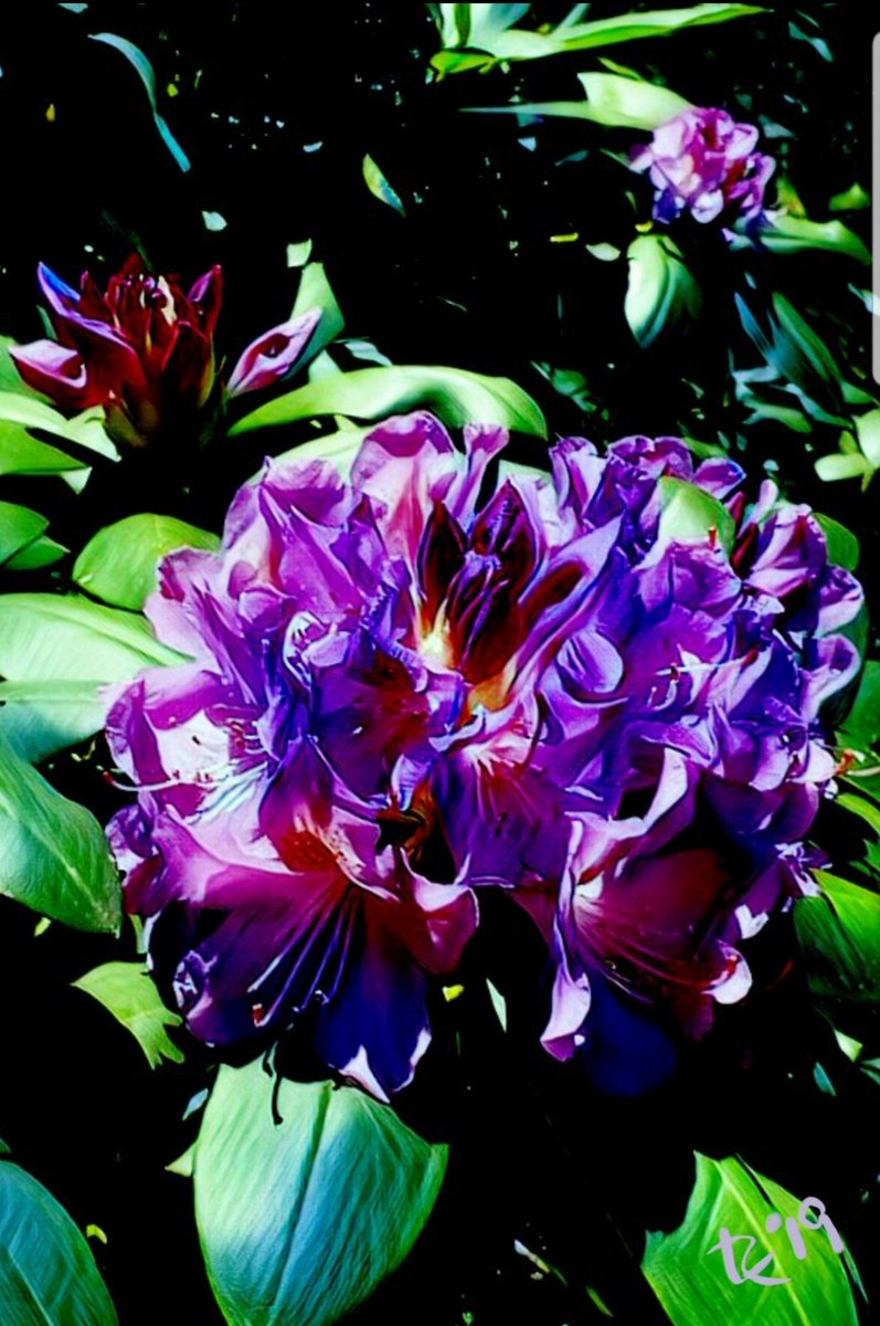 guidedwanderlin's tweet photo. "Rhodo In Violet"  something to add beauty to your day.  My artistic rendering of the rhododendron growing by my front door. https://t.co/znbjO3lvM2