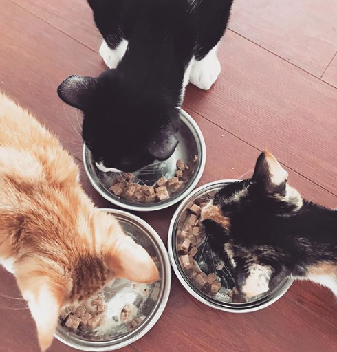 wellnesspetfood's tweet photo. Mealtime is more fun with fuur-iends! 😻 Any guess what recipe they are eating? #wellnesspetfood #catisfactionguaranteed
.
.
.
📸 hannahs.kitties https://t.co/mydT9bD7Zy
