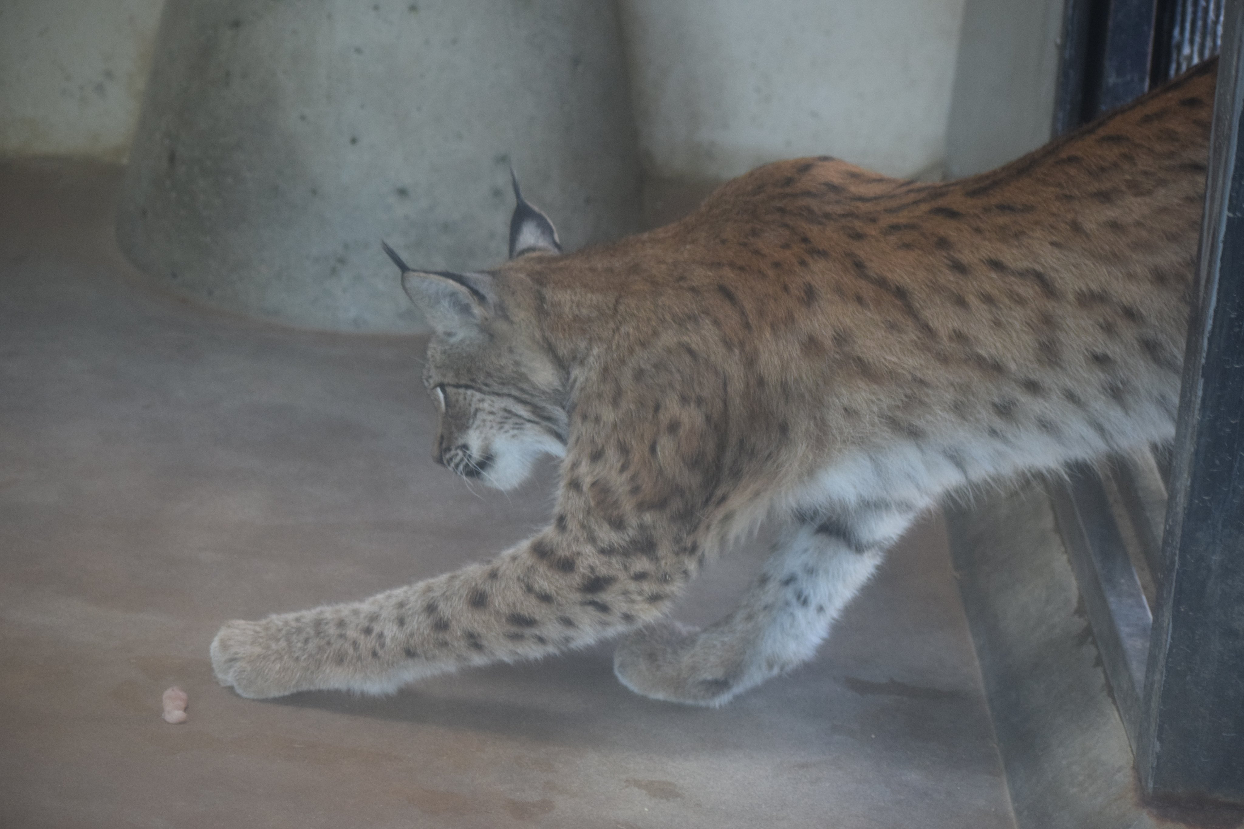 かみやん ヨーロッパオオヤマネコ ヨーロッパ最大のネコ科動物 耳先にある毛は わずかな空気の動きや音を感じることができ 狩りに役立つようです 京都市動物園のロキ オス は なかなかのイケメンです T Co Zc1s0hpuuv Twitter
