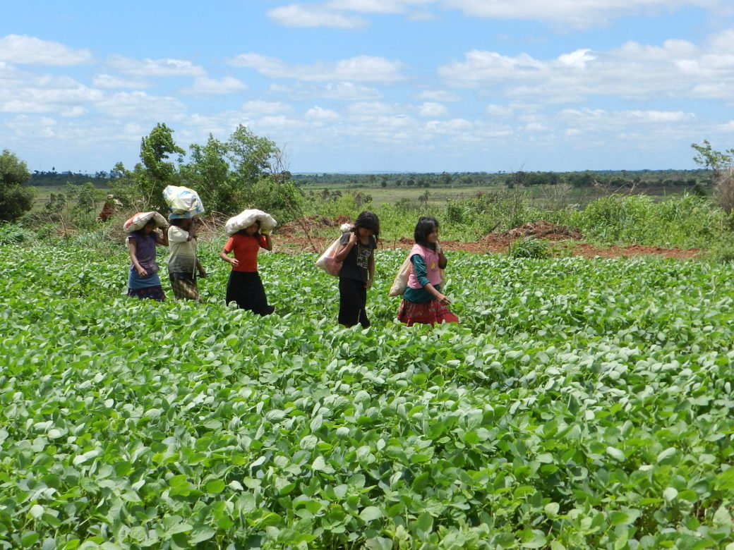 This is what the  #ClimateEmergency looks like in  #SouthAmerica right now.11/Sep/2019:"Eastern  #Paraguay was once covered by wooded savannahs, grasslands & dense humid subtropical forest, but these habitats have been devastated [for] soybeans & beef." https://globalforestcoalition.org/paraguay-cas-photo-essay/