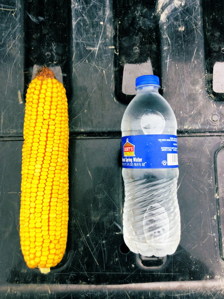 DerekLeckwee's tweet photo. These ears of 638-74VT2 are 20X40! With a corn that’s known for test weight, grain quality, and plant health, I’d say we are sitting pretty. Planted May 14, 2,347 GDU accumulation to date. Dark green leaves, brown husk. #agrigold #getexcited #WICorn https://t.co/jpqtF4LR7X