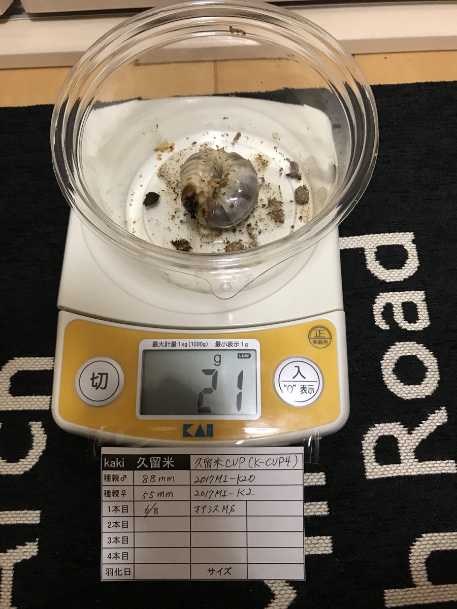 kaki0942's tweet photo. 久留米CUPの幼虫6頭中5頭を2本目に交換。1本目菌糸はオアシスMS。
23g 1頭、21g 3頭、19g 1頭。
嬉しいことに♂5頭もいましたが、オアシスＬを3本しか注文してませんでしたので、2頭はLGに投入。
準備不足が悔やまれます。。
とりあえず2本目で大きくなってほしいです！ https://t.co/2dAK3w2424
