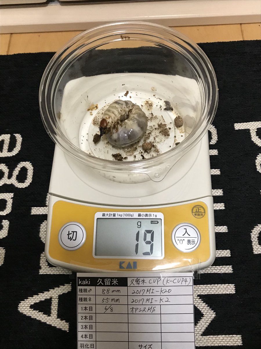 kaki0942's tweet photo. 久留米CUPの幼虫6頭中5頭を2本目に交換。1本目菌糸はオアシスMS。
23g 1頭、21g 3頭、19g 1頭。
嬉しいことに♂5頭もいましたが、オアシスＬを3本しか注文してませんでしたので、2頭はLGに投入。
準備不足が悔やまれます。。
とりあえず2本目で大きくなってほしいです！ https://t.co/2dAK3w2424