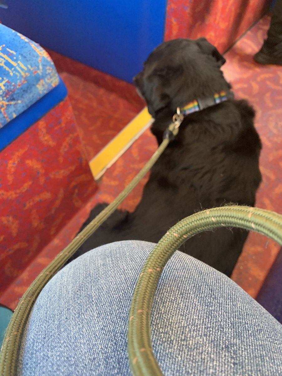 BenMegandMog's tweet photo. Ben & Meg been at #GordonVets seeing Matthew also enjoy bus trip @dgslgbt @polscotdogs @LothianCatRescu @on_lothianbuses @derekdigital @DT_WestCalder @EdinDogCatHome @PrideEdinburgh @PrideSaltire @guidedogs @PinkSaltire https://t.co/kqOwhZ7Hee