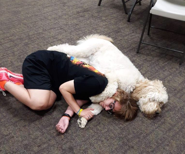 thearcgbc's tweet photo. Snuggle time with Penny Lane our Therapy Doodle! https://t.co/aP6dSeCd7O