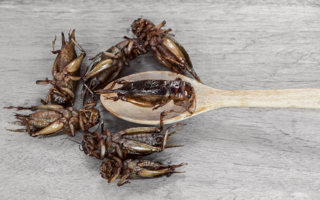 EFCyL's tweet photo. #EmpresaEFCL: RT @dibaqgroup: El pasado mes de abril nos incorporamos al proyecto #INSECTUM, para la valorización de subproductos urbanos y biorresiduos mediante la cría de insectos con estas materias primas. ¡Tan contentos de participar en proyectos... https://t.co/ngdMSyKMIt https://t.co/KBWJloNbmj